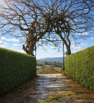 Taille de haie et Rabattage